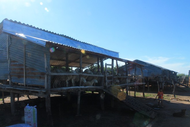 Cánh đồng cừu ở Ninh Thuận