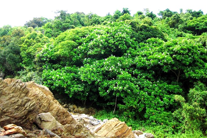 Đảo ngọc Minh Châu trên biển Vân Đồn