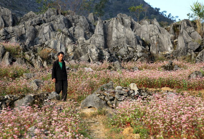 Ngắm nhìn vẻ đẹp thơ mộng của lễ hội hoa tam giác mạch đầu tiên ở Hà Giang