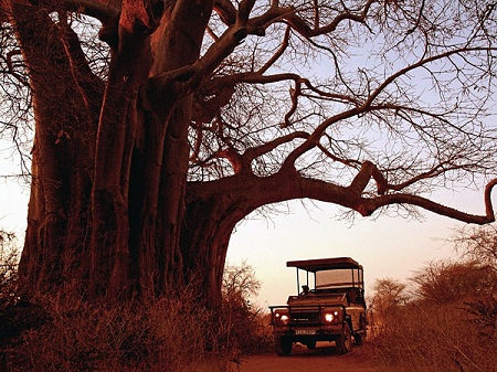 Vườn Quốc Gia Ruaha: Hoang Dã Tanzania