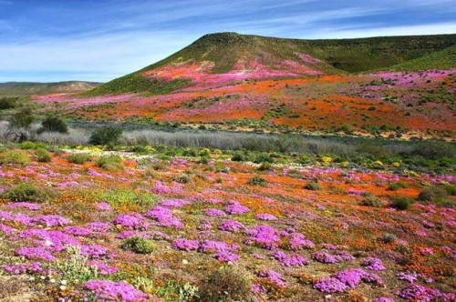 Thơ mộng cùng cánh đồng hoa ở Nam Phi