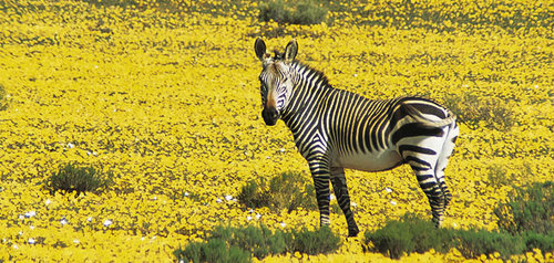 Thơ mộng cùng cánh đồng hoa ở Nam Phi