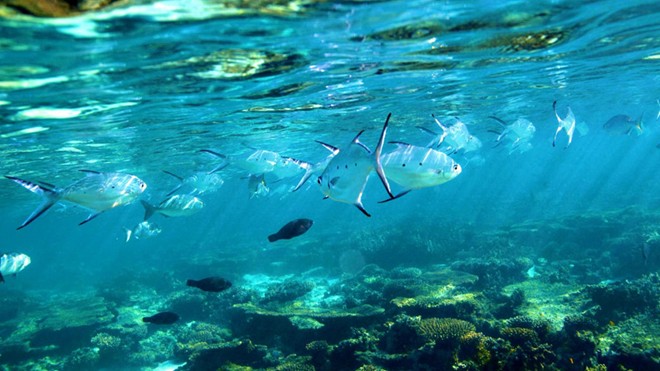 Bờ biển Ningaloo với rặng san hô đẹp nhất Thế Giới