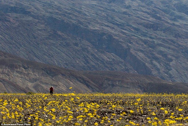 Thung lũng tử thần của Mỹ bất ngờ có hoa nở rộ