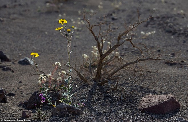 Thung lũng tử thần của Mỹ bất ngờ có hoa nở rộ