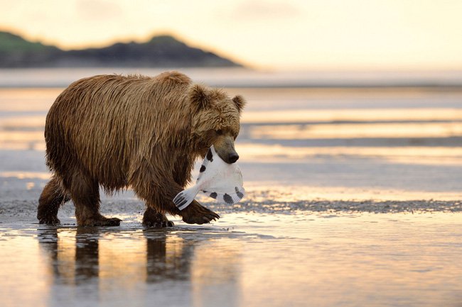 Khám phá thiên nhiên tươi đẹp của vùng đất Alaska