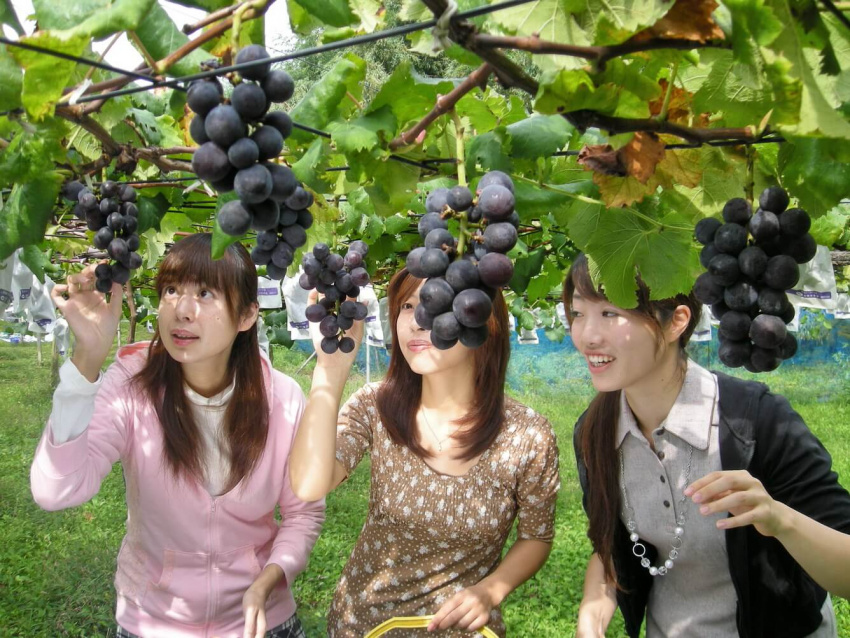 Tận hưởng vương quốc trái cây tại Ibaraki