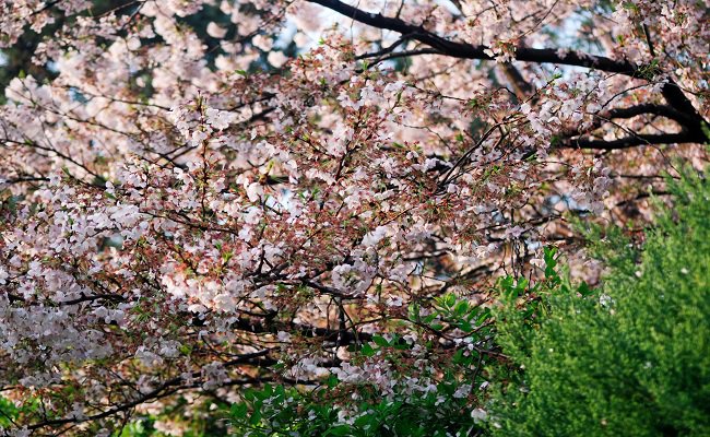 Tháng tư rực rỡ sắc hoa tại Hàn Quốc