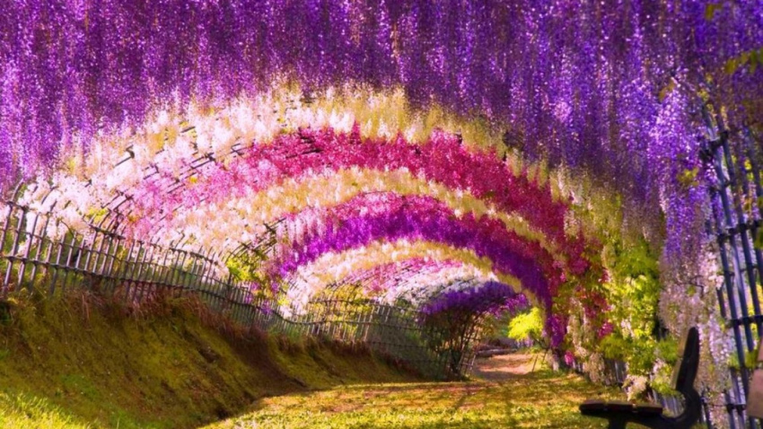 Ngắm con đường hoa tử đằng ảo diệu ở Nhật Bản