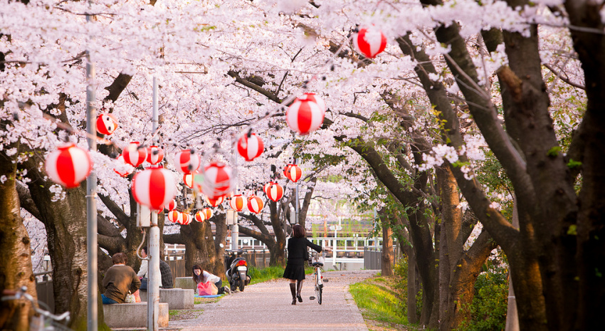 Đến những địa điểm này ngắm hoa anh đào ở Tokyo
