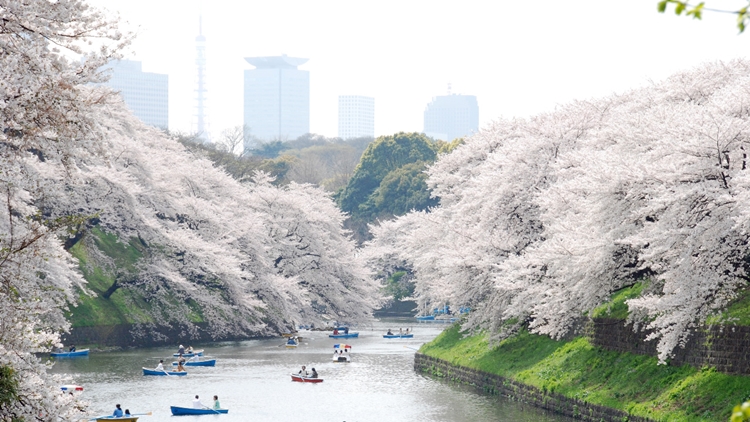 Đến những địa điểm này ngắm hoa anh đào ở Tokyo