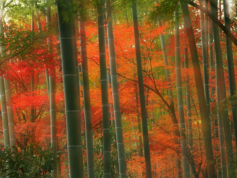 Rừng tre Sagano - Nhật Bản