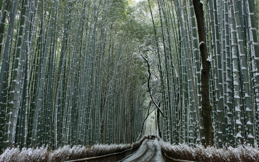 Rừng tre Sagano - Nhật Bản