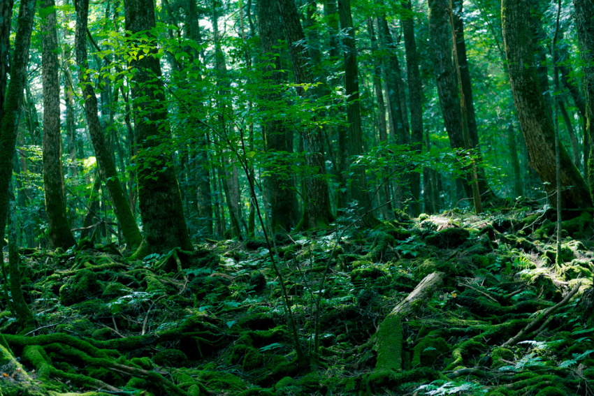 Aokigahara - Bí ẩn về một khu rừng