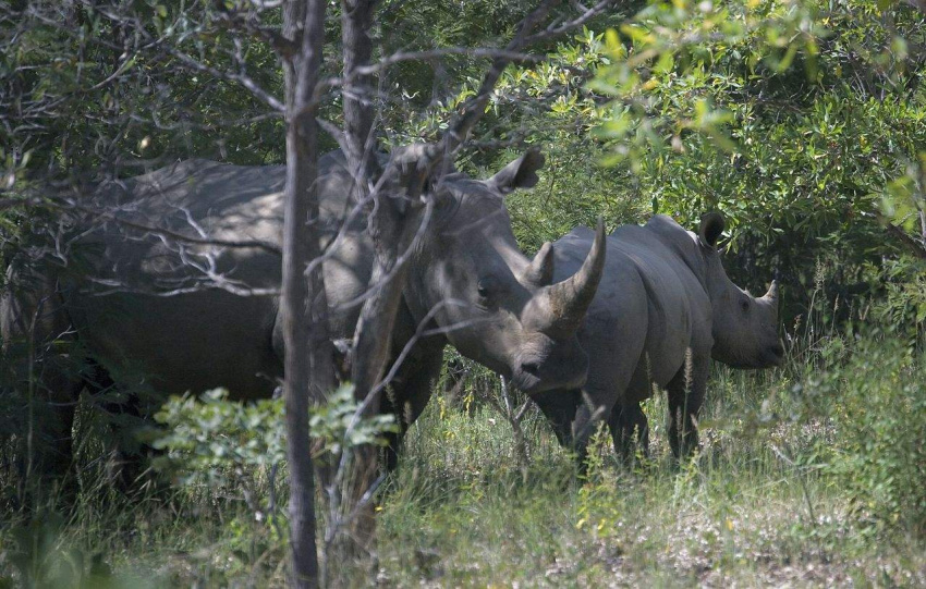 Bước đến thế giới hoang dã nơi công viên Chivero tại Zimbabwe