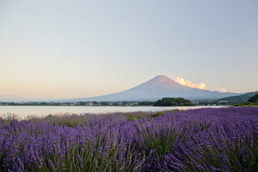 Tháng Bảy ngắm hoa oải hương khoe sắc tím ở Hokkaido Nhật Bản