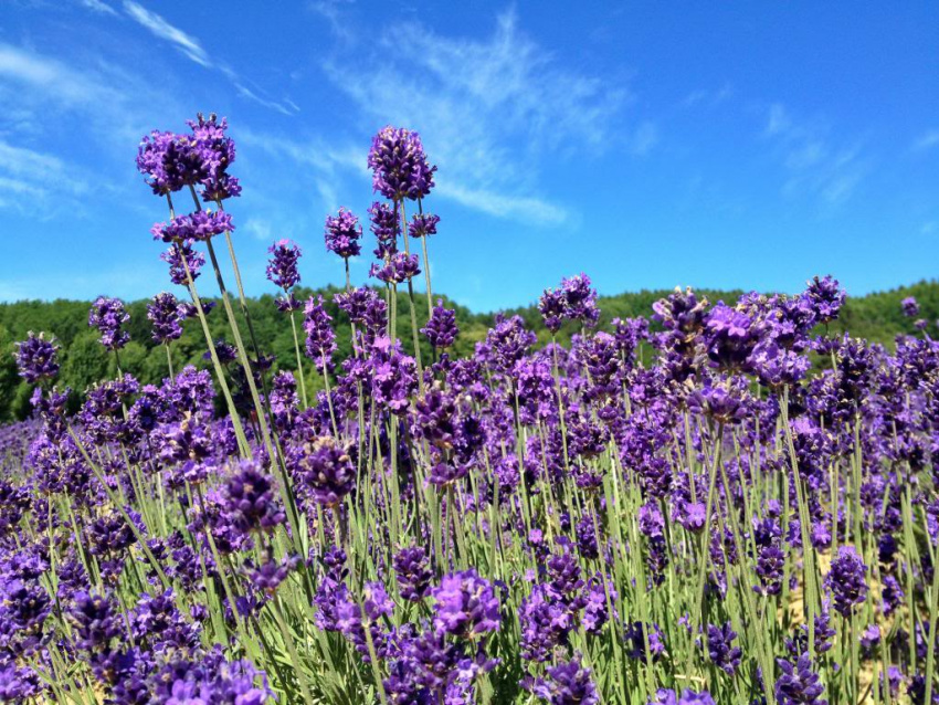 Tháng Bảy ngắm hoa oải hương khoe sắc tím ở Hokkaido Nhật Bản