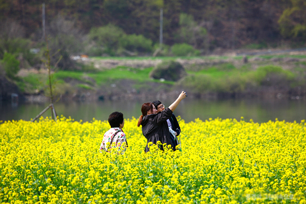 Tháng Tư màu hoa cải nhuốm vàng xứ Kim chi