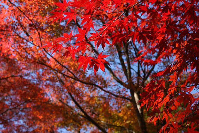 Ngắm nhìn mùa thu tuyệt đẹp tại Hiroshima