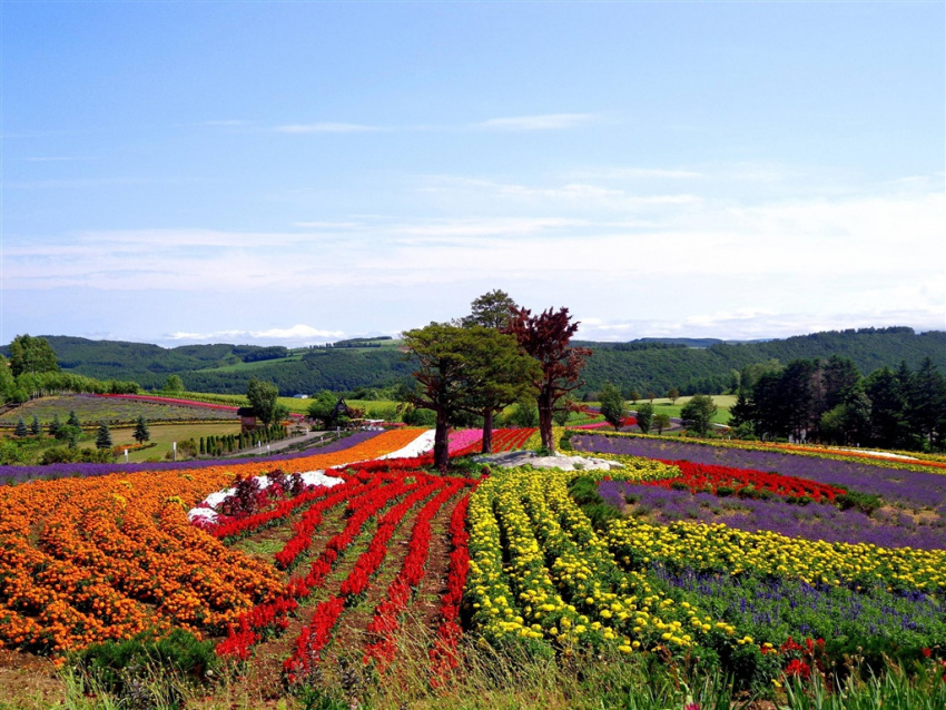 Nhìn ngắm vẻ đẹp hút hồn của những cánh đồng hoa ở Hokkaido