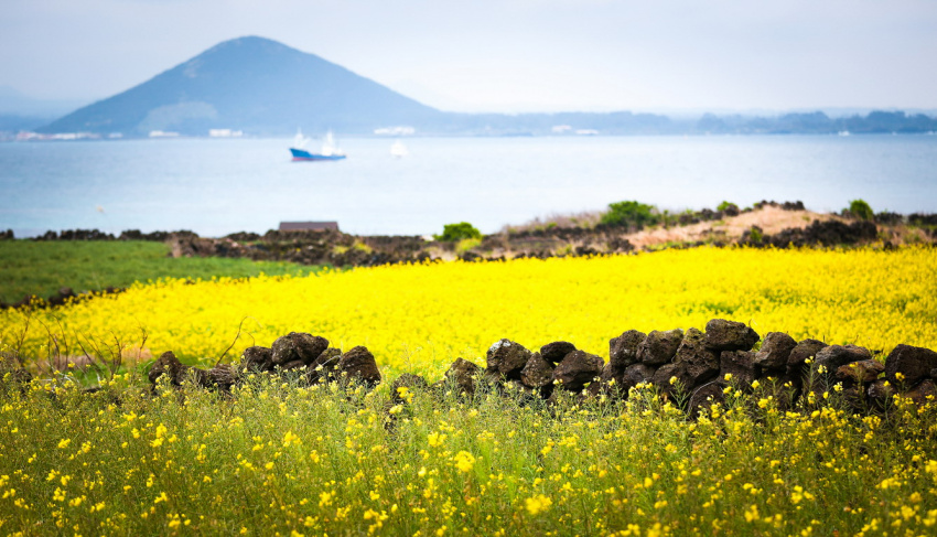 Đảo Jeju thiên đường ngọt ngào