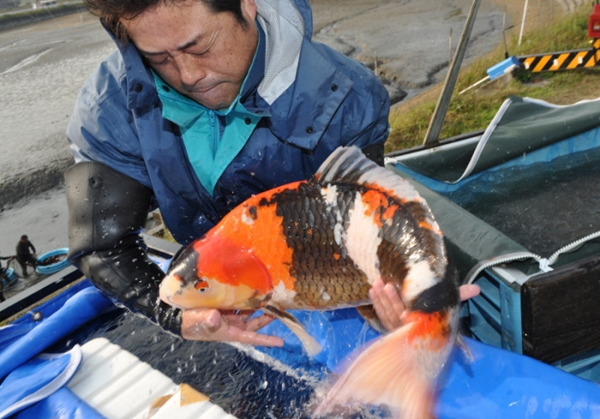 Cùng ngắm vẻ đẹp của cá chép Koi - Nhật bản