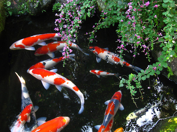Cùng ngắm vẻ đẹp của cá chép Koi - Nhật bản