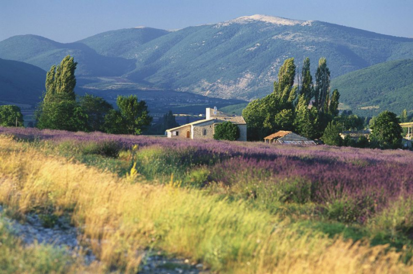 Đến Provence đắm mình vào mùi oải hương tím
