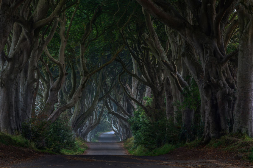 Bí ẩn “Hàng cây hắc ám” ở Ireland