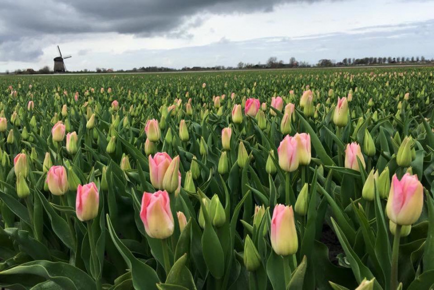 Cánh đồng hoa tulip đẹp như tranh vẽ