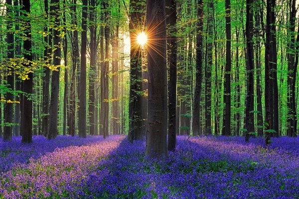 Đẹp mộng mơ vẻ đẹp rừng hoa chuông xanh Halle Bỉ