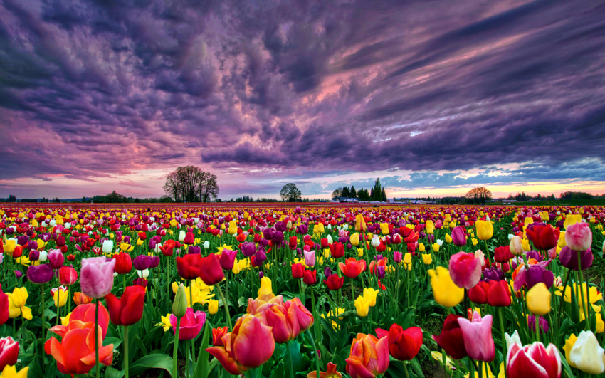 Quốc hoa tulip Lisse