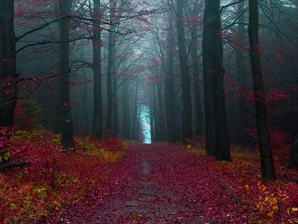 Chiêm ngưỡng vẻ đẹp huyền bí của rừng đen - Đức