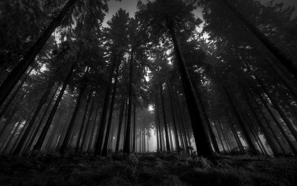 Chiêm ngưỡng vẻ đẹp huyền bí của rừng đen - Đức
