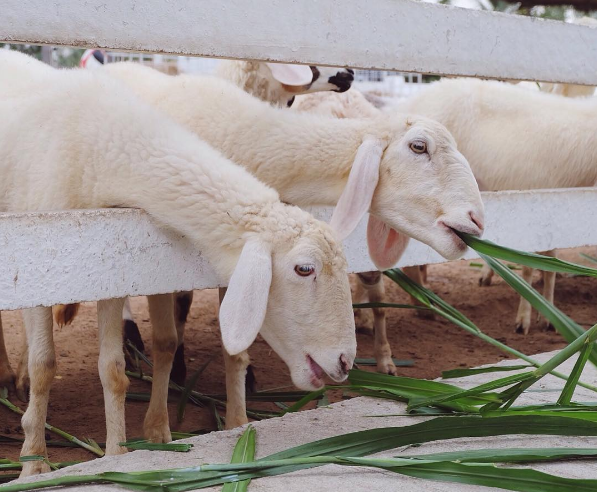Check-in tại 2 nông trại cừu đẹp nhất Thái Lan
