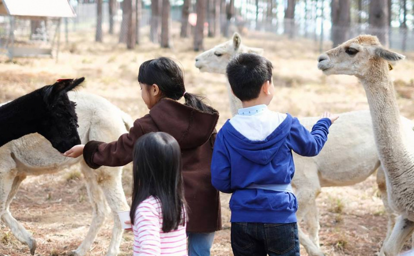 Khám phá sở thú thân thiện ở Lâm Đồng