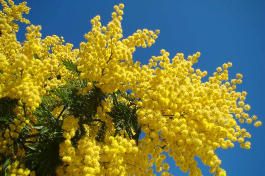 Ngoài dã quỳ, Đà Lạt còn có một mùa vàng dịu dàng khác - Mùa Mimosa