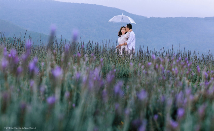 lavender đà lạt, cánh đồng hoa lavender đà lạt, hoa oải hương đà lạt, ghé đà lạt để được “lạc trôi” giữa cánh đồng hoa oải hương mộng mơ