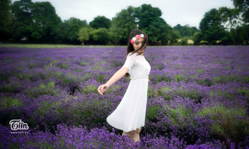 lavender đà lạt, cánh đồng hoa lavender đà lạt, hoa oải hương đà lạt, ghé đà lạt để được “lạc trôi” giữa cánh đồng hoa oải hương mộng mơ