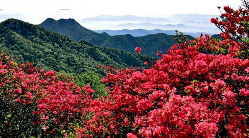 Ngất ngây với vẻ đẹp của vườn hoa đỗ quyên Sapa khoe sắc trên đỉnh Fansipan  - ALONGWALKER
