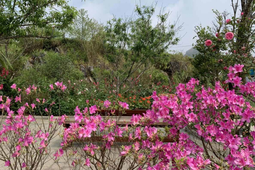 ngất ngây với vẻ đẹp của vườn hoa đỗ quyên sapa khoe sắc trên đỉnh fansipan