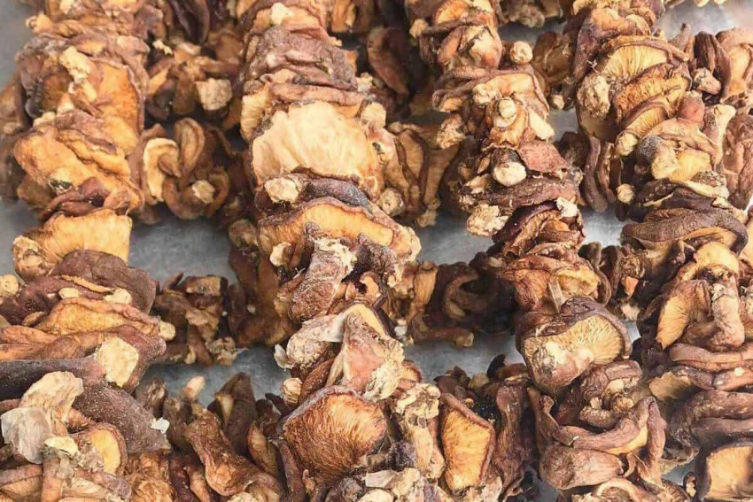 nấm hương rừng sapa – đặc sản mang hương vị mộc mạc, dân dã vùng non cao tây bắc
