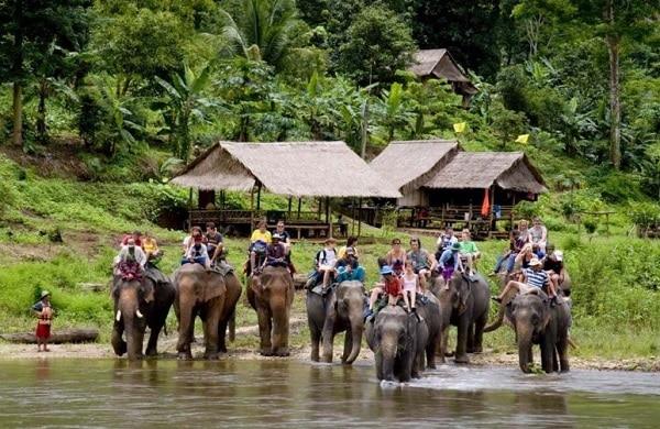 khám phá công viên voi ở chiang mai, địa chỉ kèm giá vé
