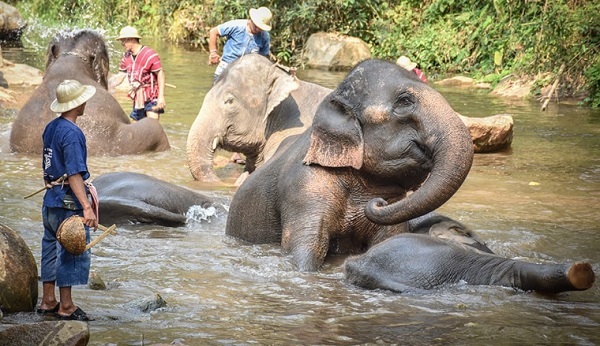 khám phá công viên voi ở chiang mai, địa chỉ kèm giá vé