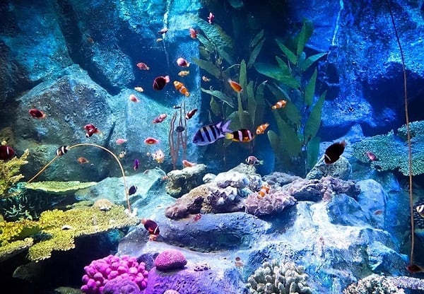 chiêm ngưỡng đại dương ở thủy cung underwater world, pattaya