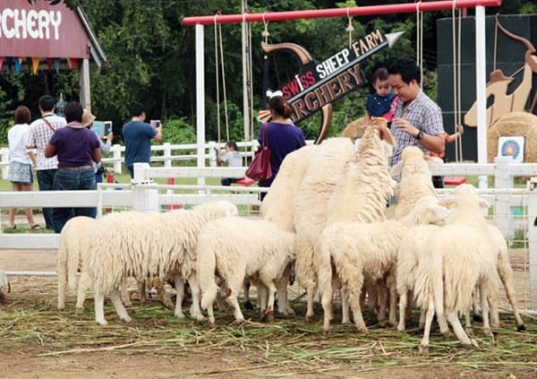 khám phá nông trại cừu pattaya – swiss sheep farm siêu dễ thương