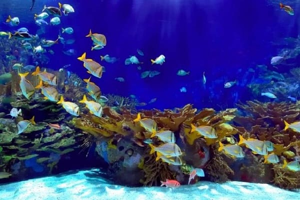 review chi tiết sea life bangkok ocean world giá vé, đường đi