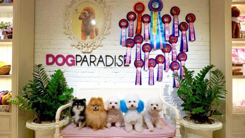 Top 11 spa cho chó uy tín nhất tại TPHCM, Làm Đẹp