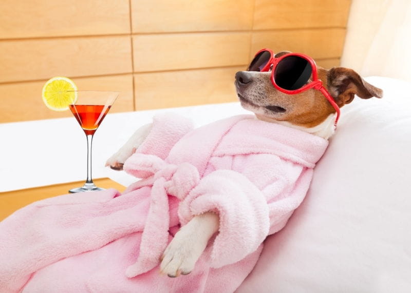 Top 11 spa cho chó uy tín nhất tại TPHCM, Làm Đẹp