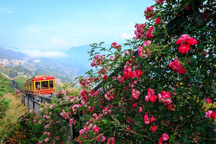 Đẹp ‘quên’ đường về với những vườn hoa hồng đẹp ở Việt Nam